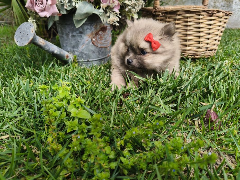 Spitz alemão anão menina