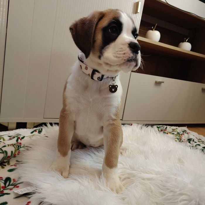 Bokser gotowe do odbioru