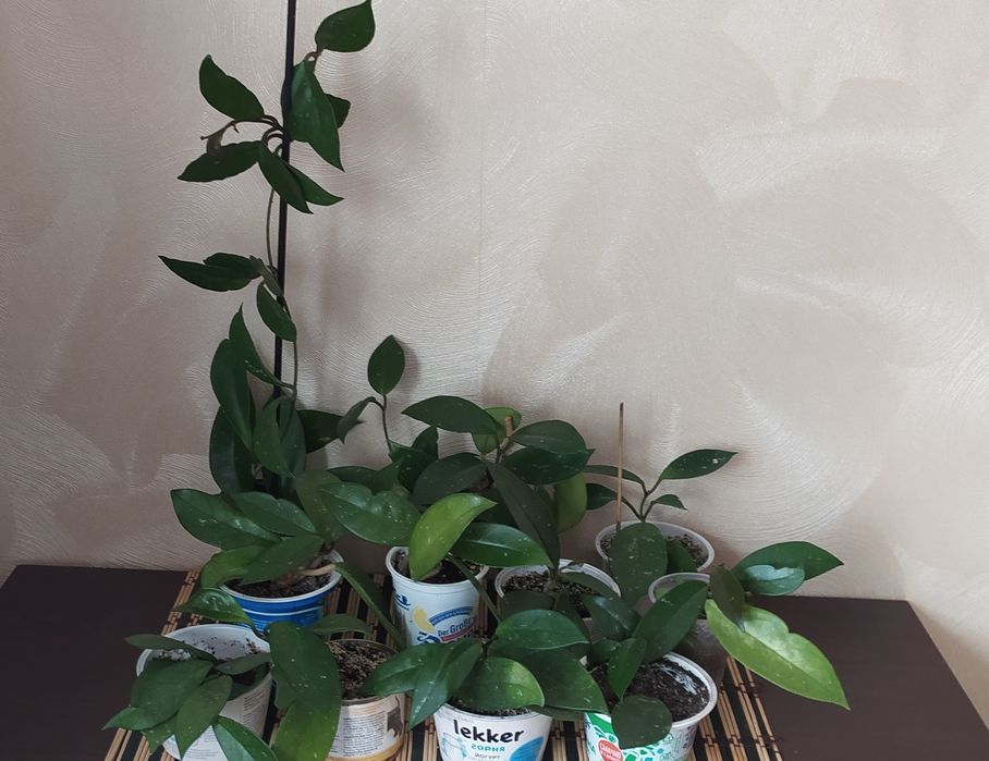 Фикус  Бенджамина