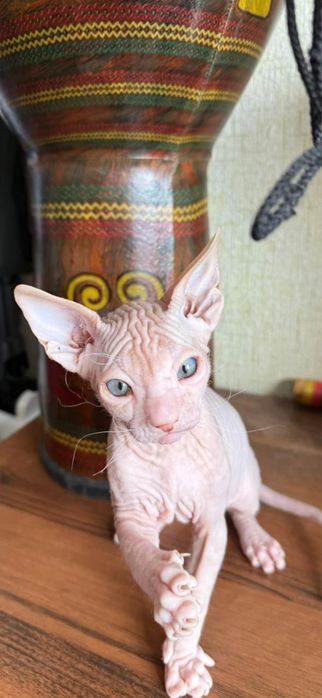 Велюровий (донський) сфінкс - хлопчик