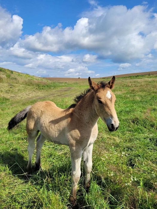 Продам лоша до року