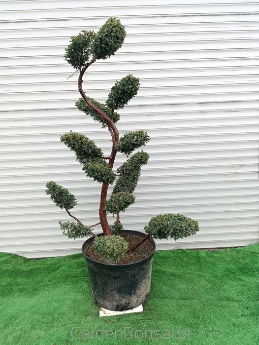 Donica z Bonsai z jałowca chińskiego 'BLUE ALPS' - 150 cm