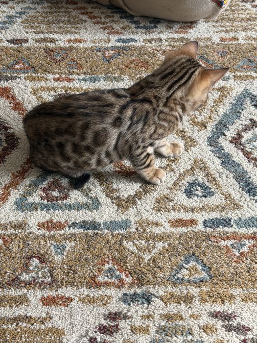 Gatinha Bengal Brown