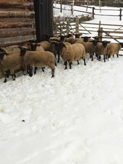 Owce, Jagnięta,barany czarnogłówki tusza jagnięca
