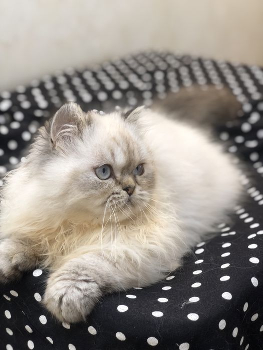 Мальчик шотландик в любимцы