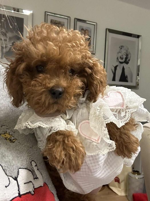 Przepiekna sunia Pudel Toy