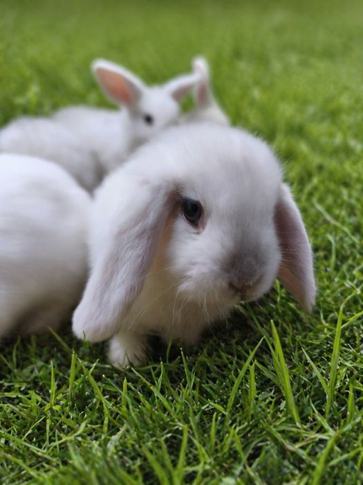 Królik mini lop baranek