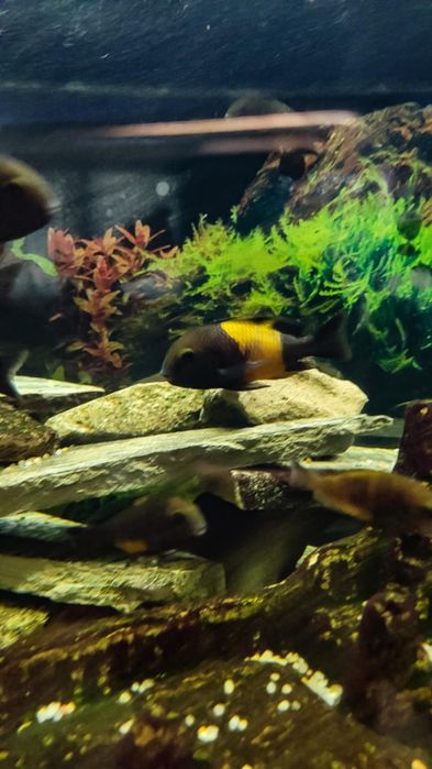 Pyszczak Tropheus Bemba  Dubois