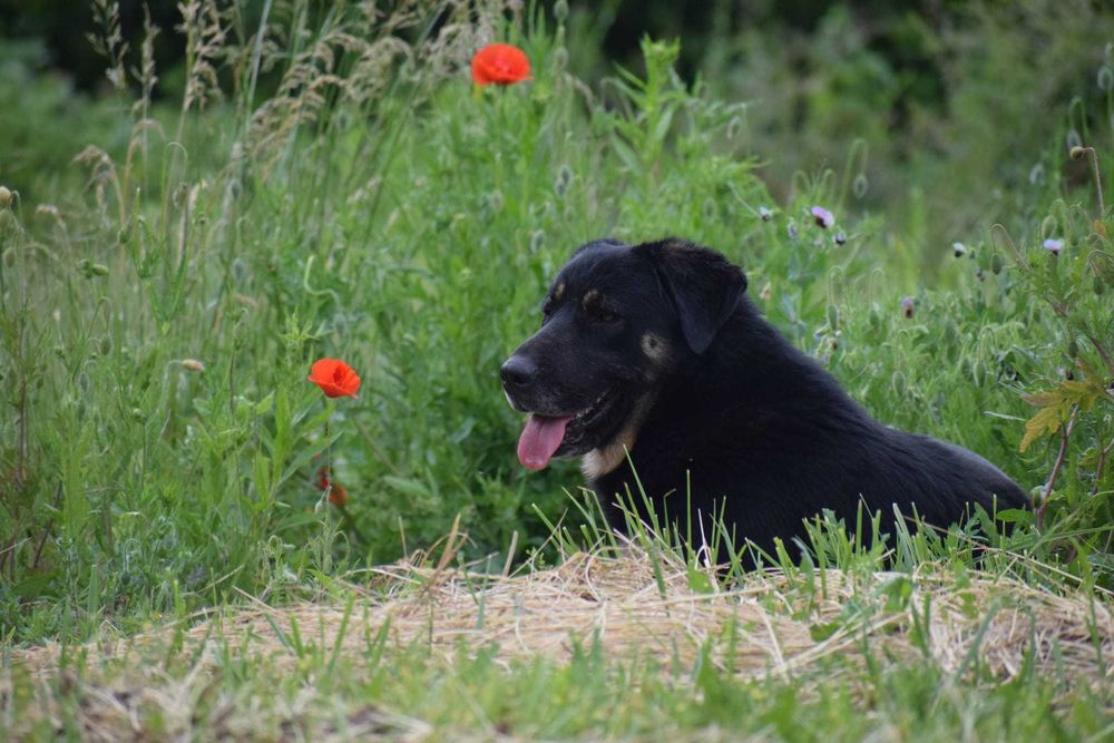 Horus duży miś do adopcji, pilne!