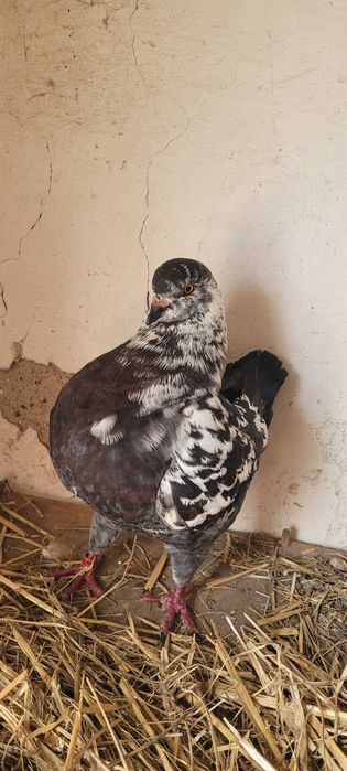 Gołebie  kingi  ptaki ozdobne