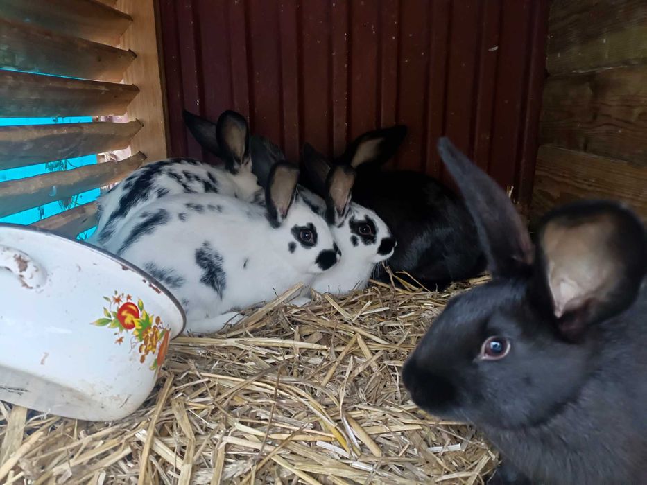 Króliki młode chodowlane