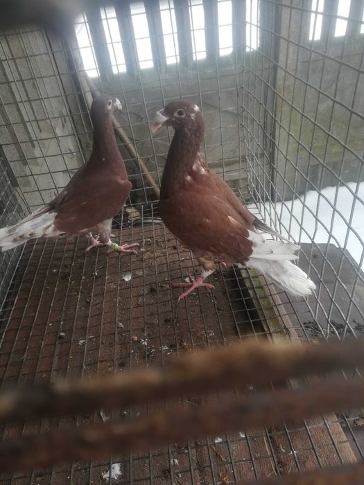 Gołębie rzeszowskie