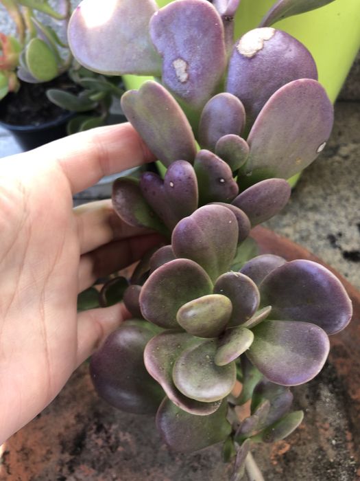 Suculentas - plantas vivas