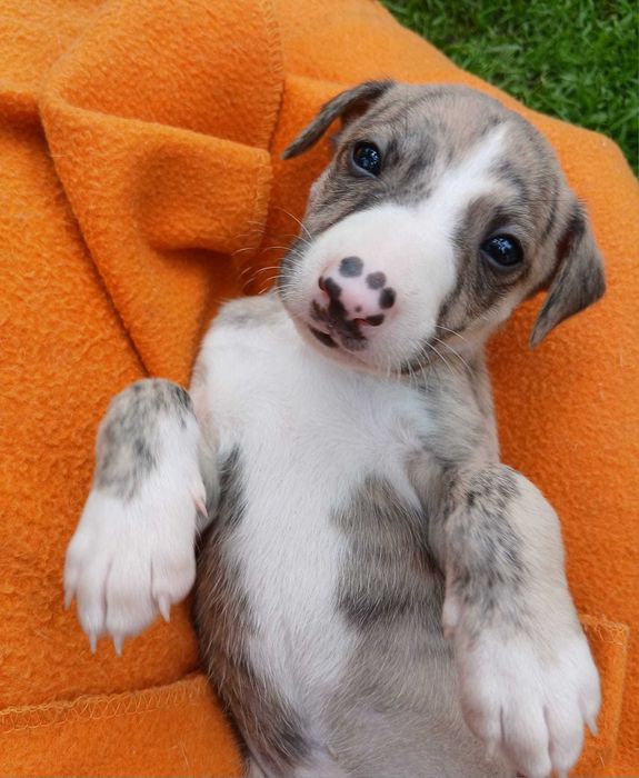 Whippet Chart angielski piesek ZKwP / FCI