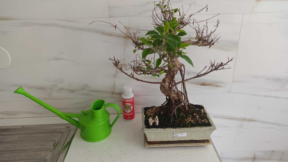 Ficus Tiger Retusa Bonsai de 19 Anos