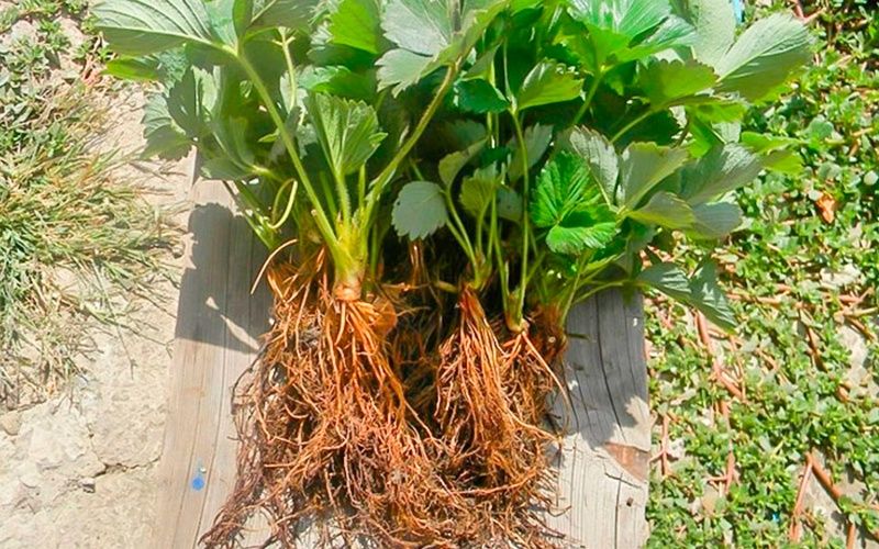 Саджанцi полуниця,, Ольвiя "