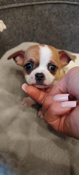ZAREZERWOWANA !! Chihuahua malutka urocza sunia