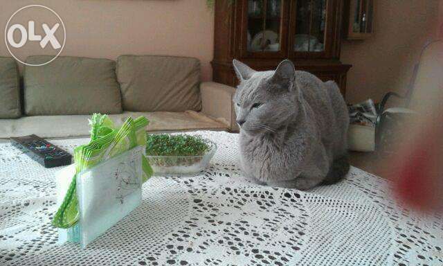 kot niebieski rosyjski zaginął os 650 zgierz aktualne