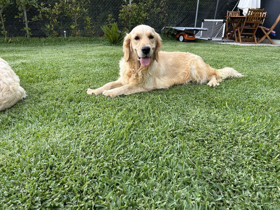 Golden Retriever macho