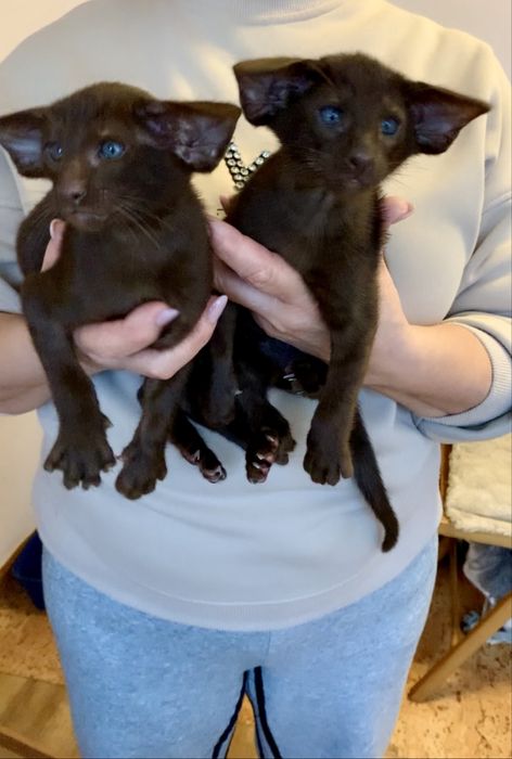 Орієнтальне екстремальне шоколадне кошеня. Ориентал