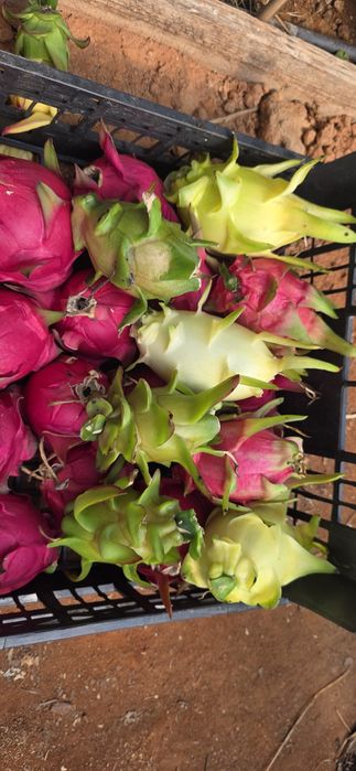 Pitaya fruta e plantas