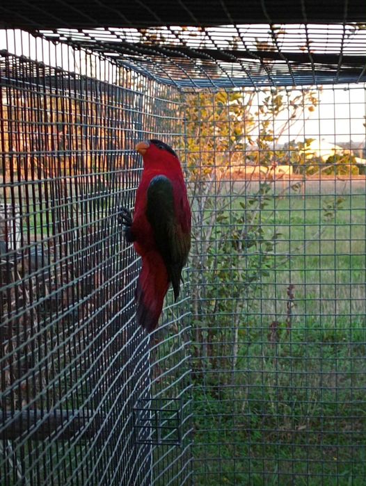 Lori Yellow bibed fêmea adulta