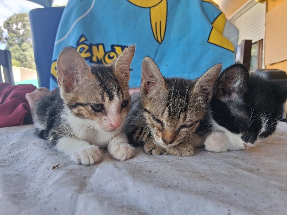 Gatinhos para doação!