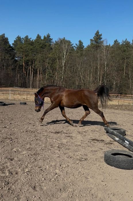 wspaniały wałach arabski