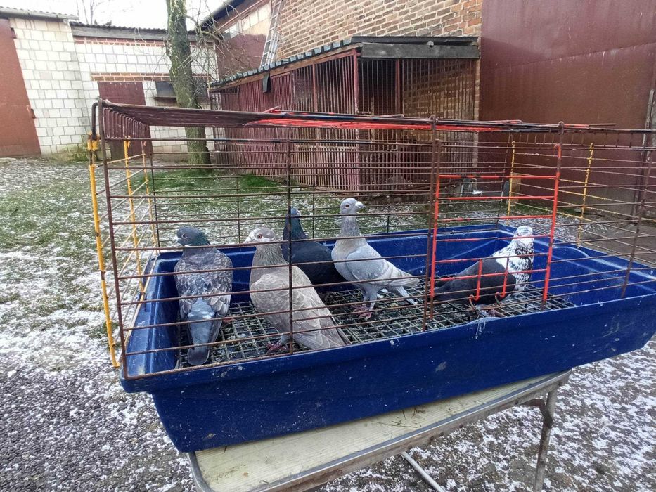 Gołębie pocztowe