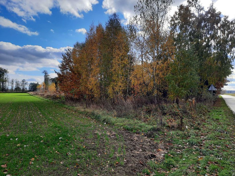 Siedlisko z potencjałem i dostępem do jeziora - Mozolice Małe 7024 m² - 360tys. - Widok 2