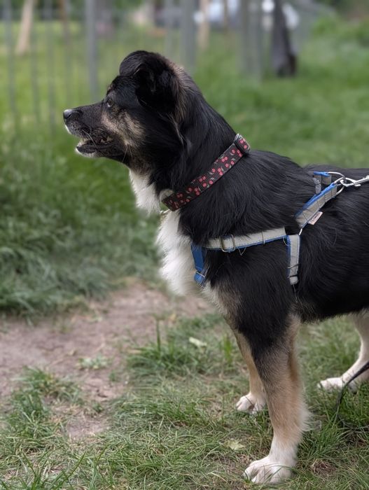 Do adopcji 5 lat samiec grzeczny