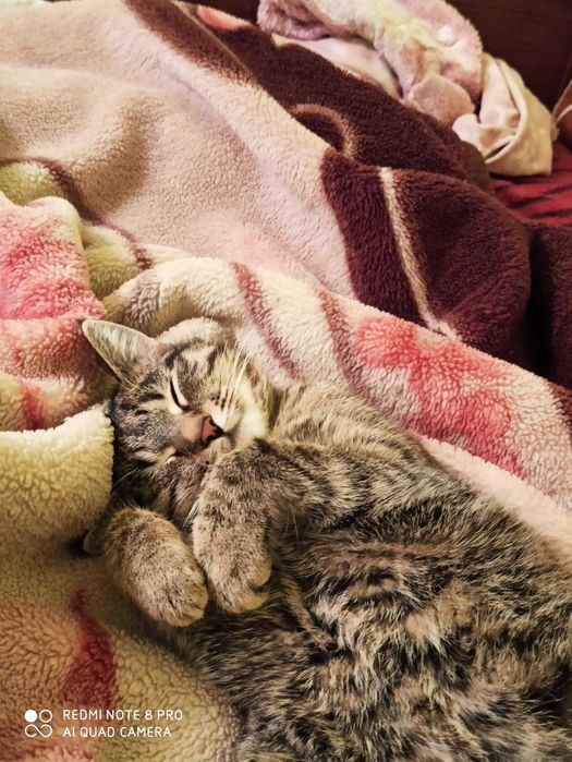 Віддам киць у добрі та надійні ручки