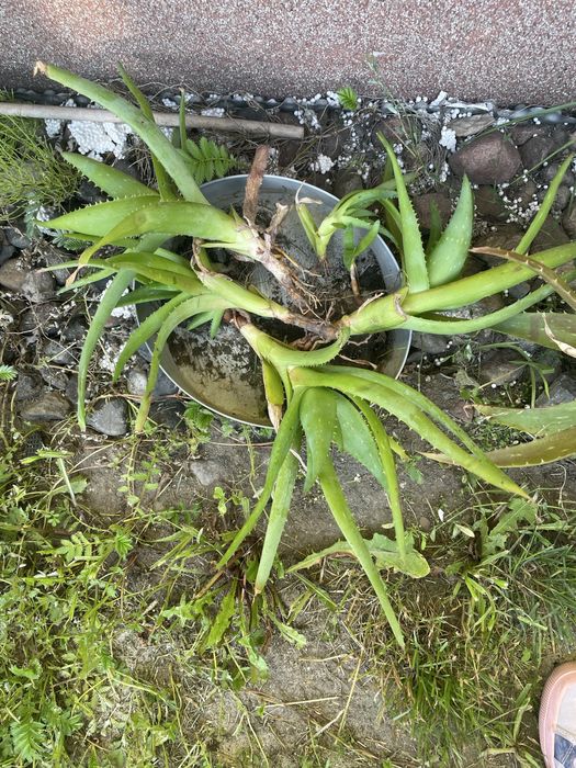 Aloes ukorzeniony i sadzonki