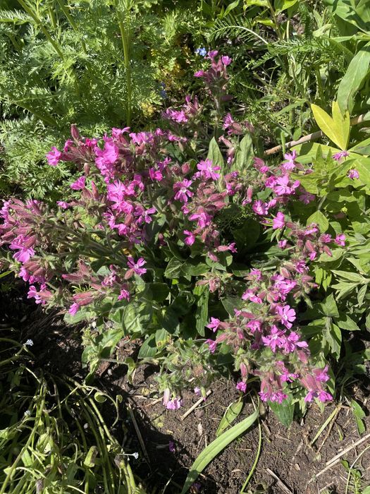 Złocień właściwy,byliny wieloletnie