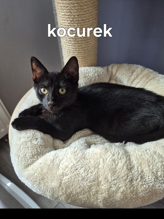 Kocurek do adopcji
