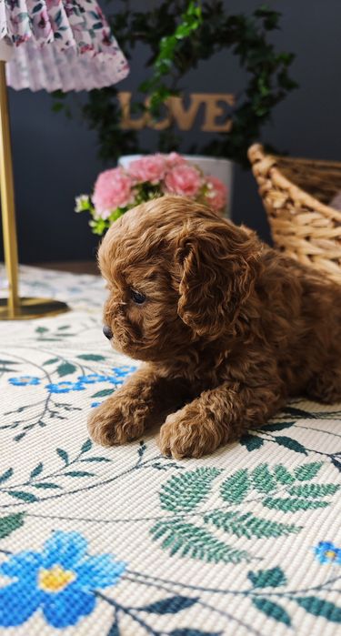 REZERWACJA**Cavapoo** cudowna dziewczynka !