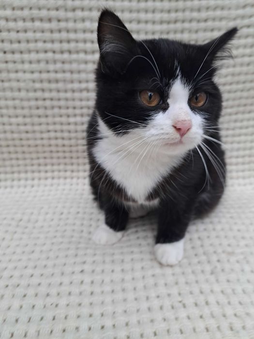 Котята пушистые красивые мальчики