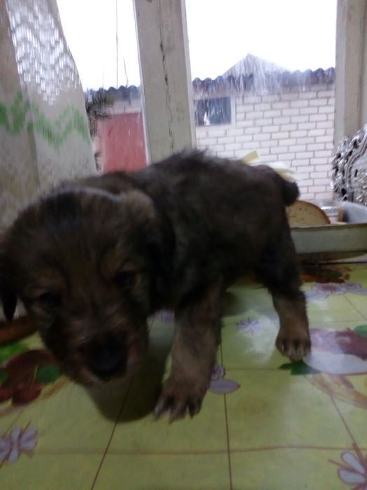 Щенки.Отдам в хорошие руки.