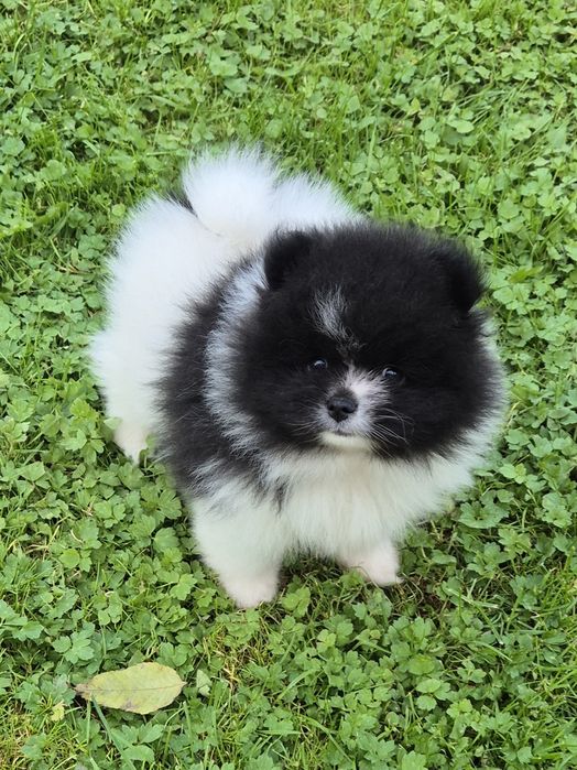 Szpic miniaturowy pomeranian ( piękna malutka suczka)
