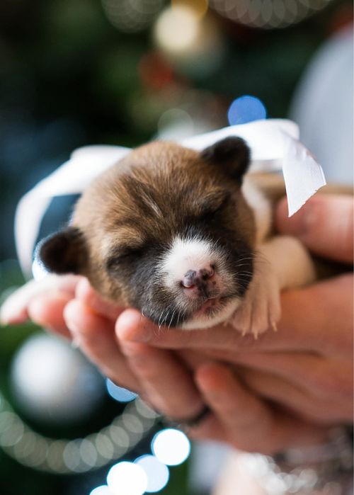 Basenji szczenie z hodowli FCI