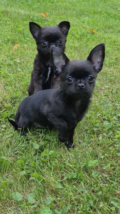 Chihuahua śliczna  suczka