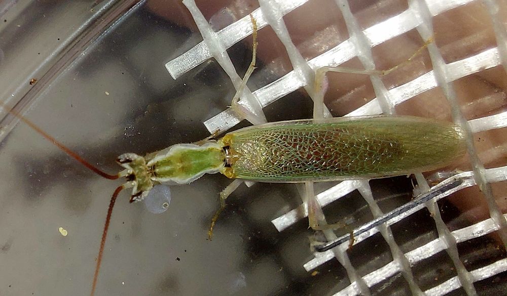 Pseudoharpax virescens samiec imago