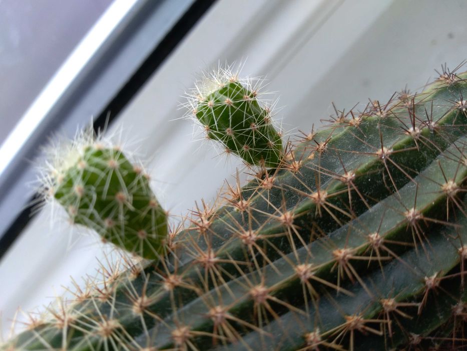 Młode kwitnące kaktusy. Gatunek: Echinopsis eyriesii