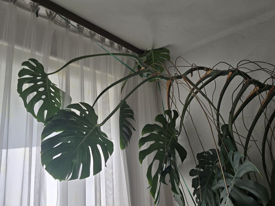 Filodendron monstera liście