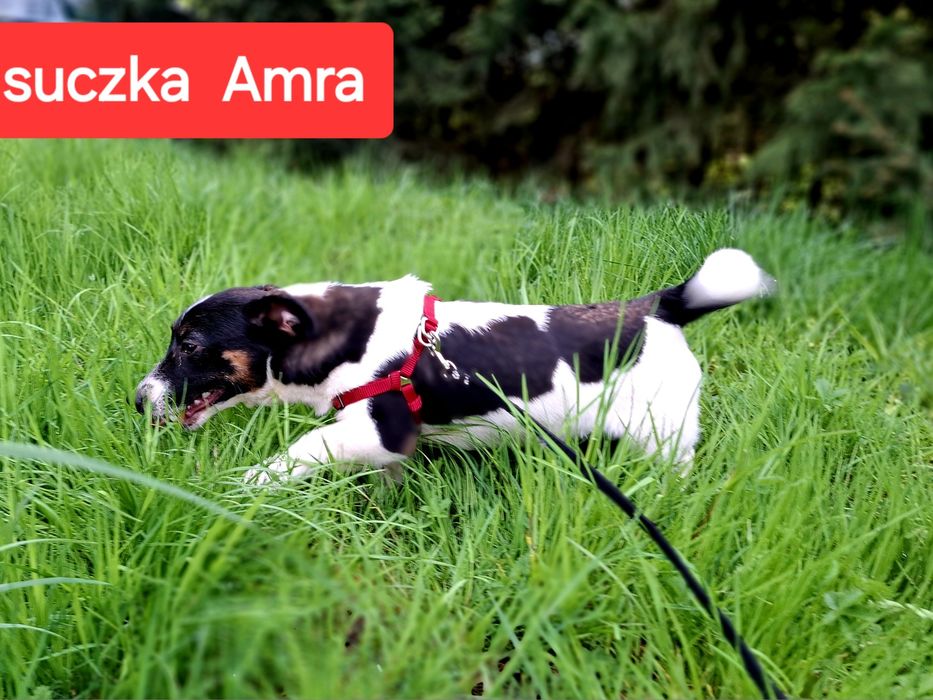 Słodka Amra !!! Jack Russell Terrier krótkie nóżki RODZICEWHODOWLI