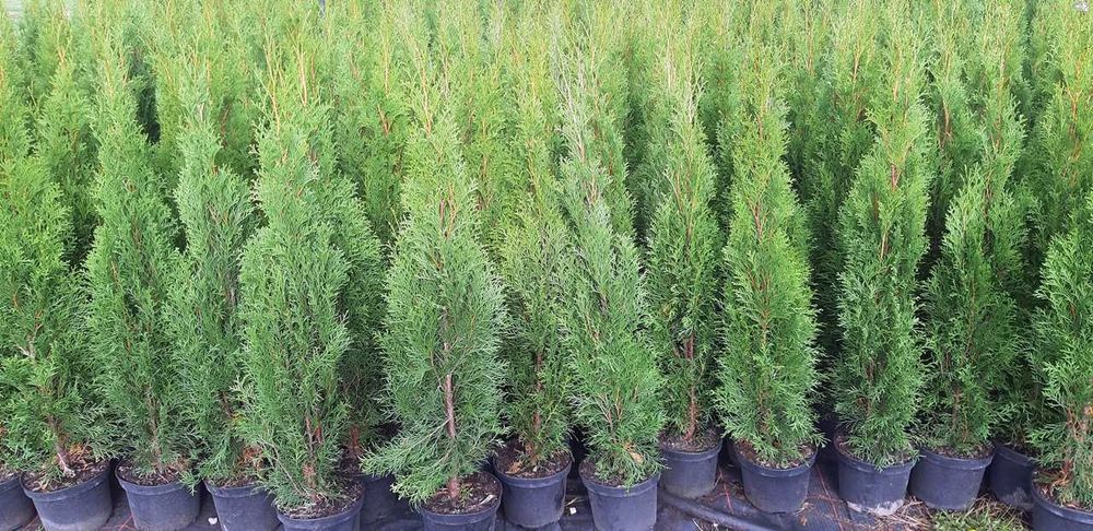 Tuja Szmaragd 90CM Wys hodowane w doniczce THUJA SMARAGD