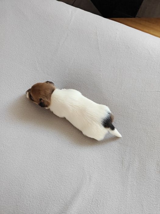 Jack Russell Terrier suczka