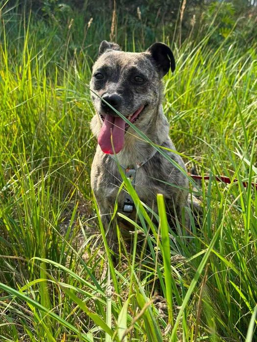 Pieski do adopcji
