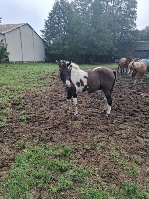 Sprzedam ogier hucuł.