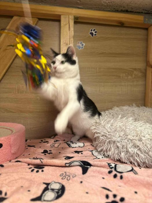 Uroczy Kacperek szuka domu